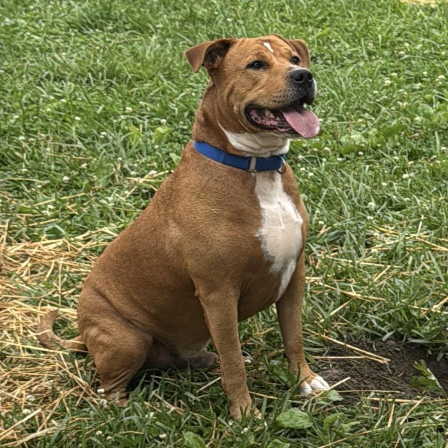 Enlarge Jerry, a Adoptable Mixed Breed in Washington Township, OH image 3/6