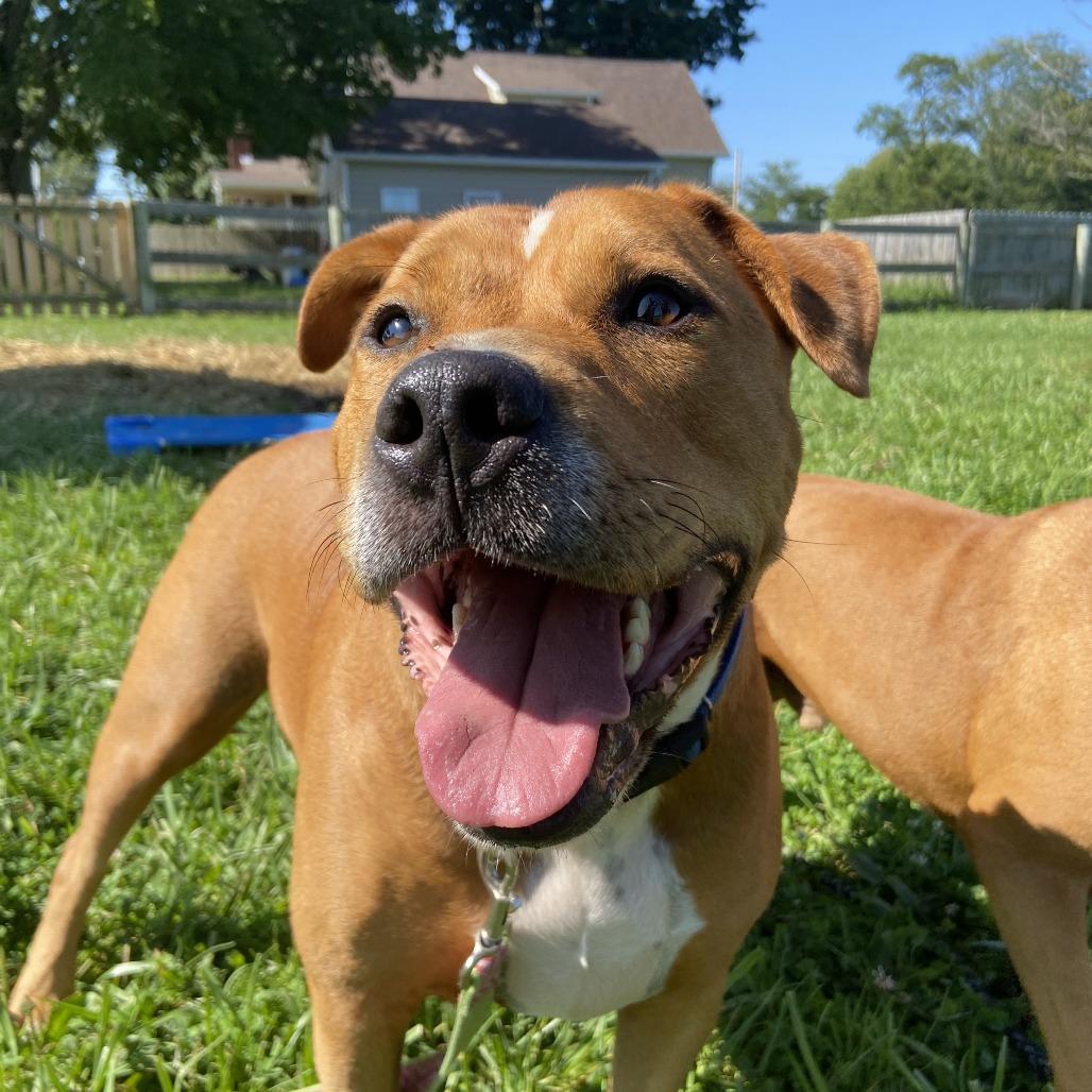 Enlarge Jerry, a Adoptable Mixed Breed in Washington Township, OH image 4/6