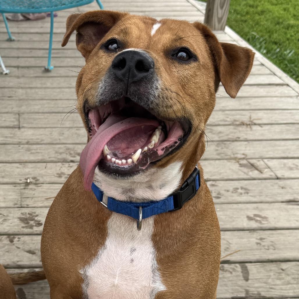 Enlarge Jerry, a Adoptable Mixed Breed in Washington Township, OH image 5/6