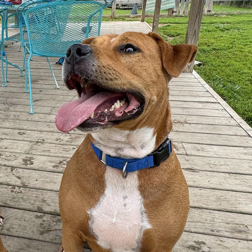 Enlarge Jerry, a Adoptable Mixed Breed in Washington Township, OH image 6/6