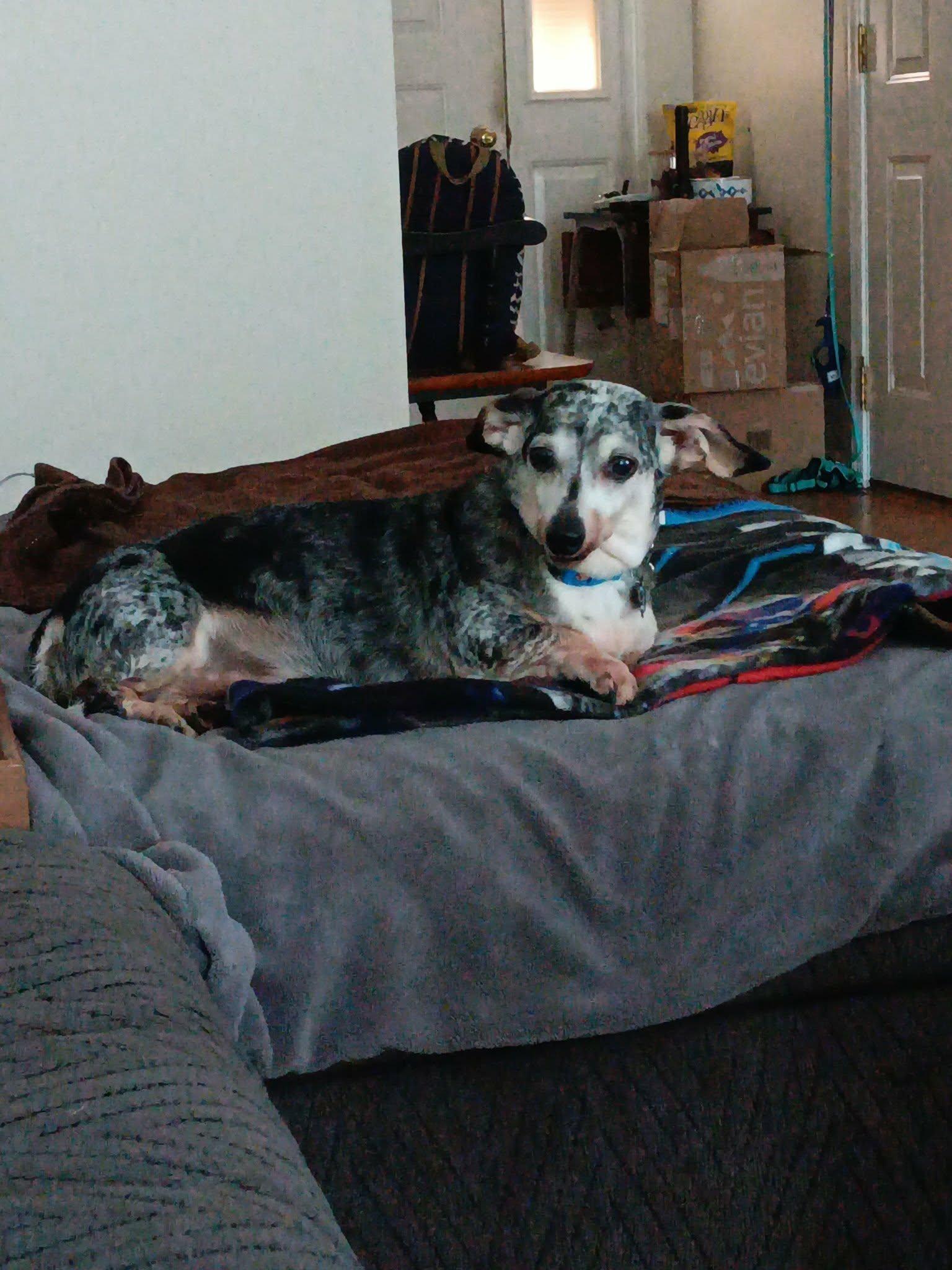 Frisky, a ADOPTABLE Dachshund in Dover, PA image 2/5