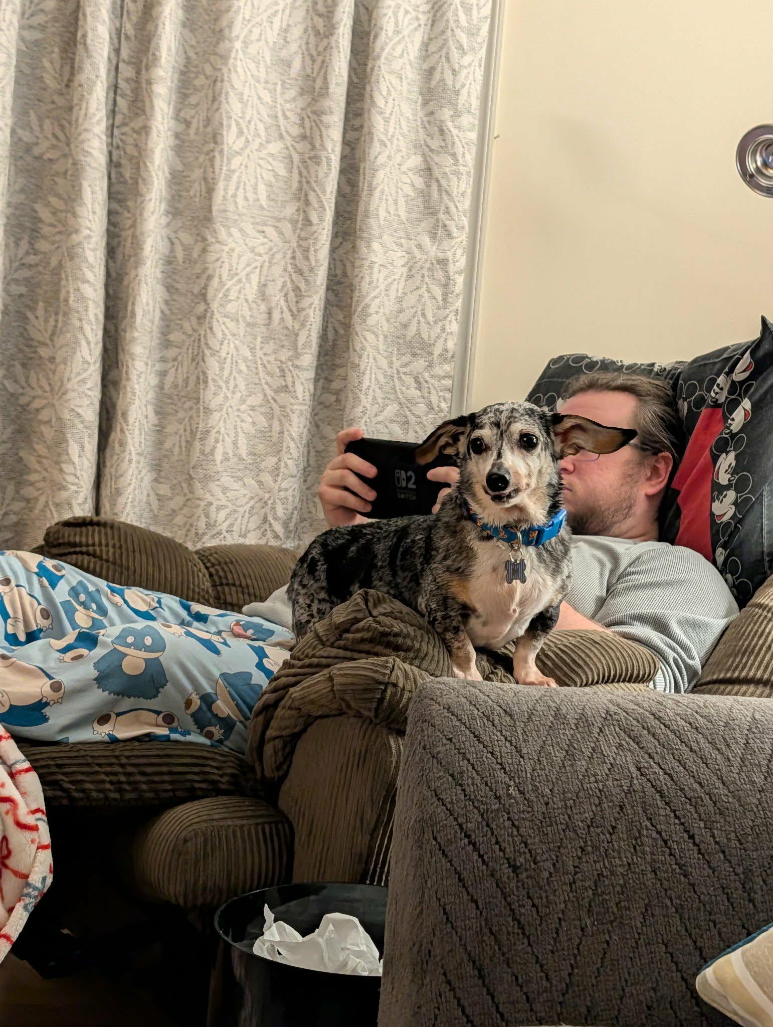 Frisky, a ADOPTABLE Dachshund in Dover, PA image 3/5