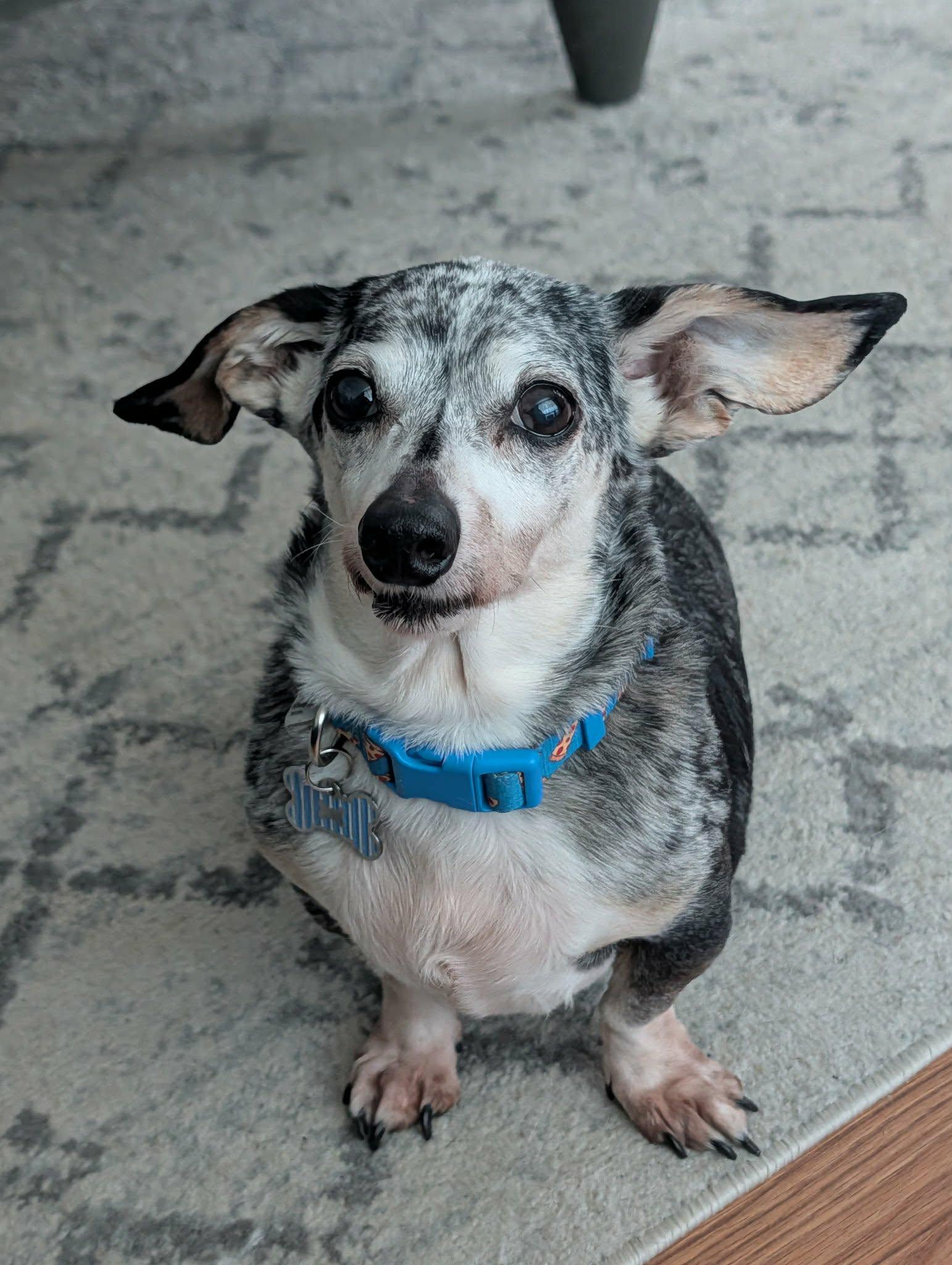 Frisky, a ADOPTABLE Dachshund in Dover, PA image 1/5