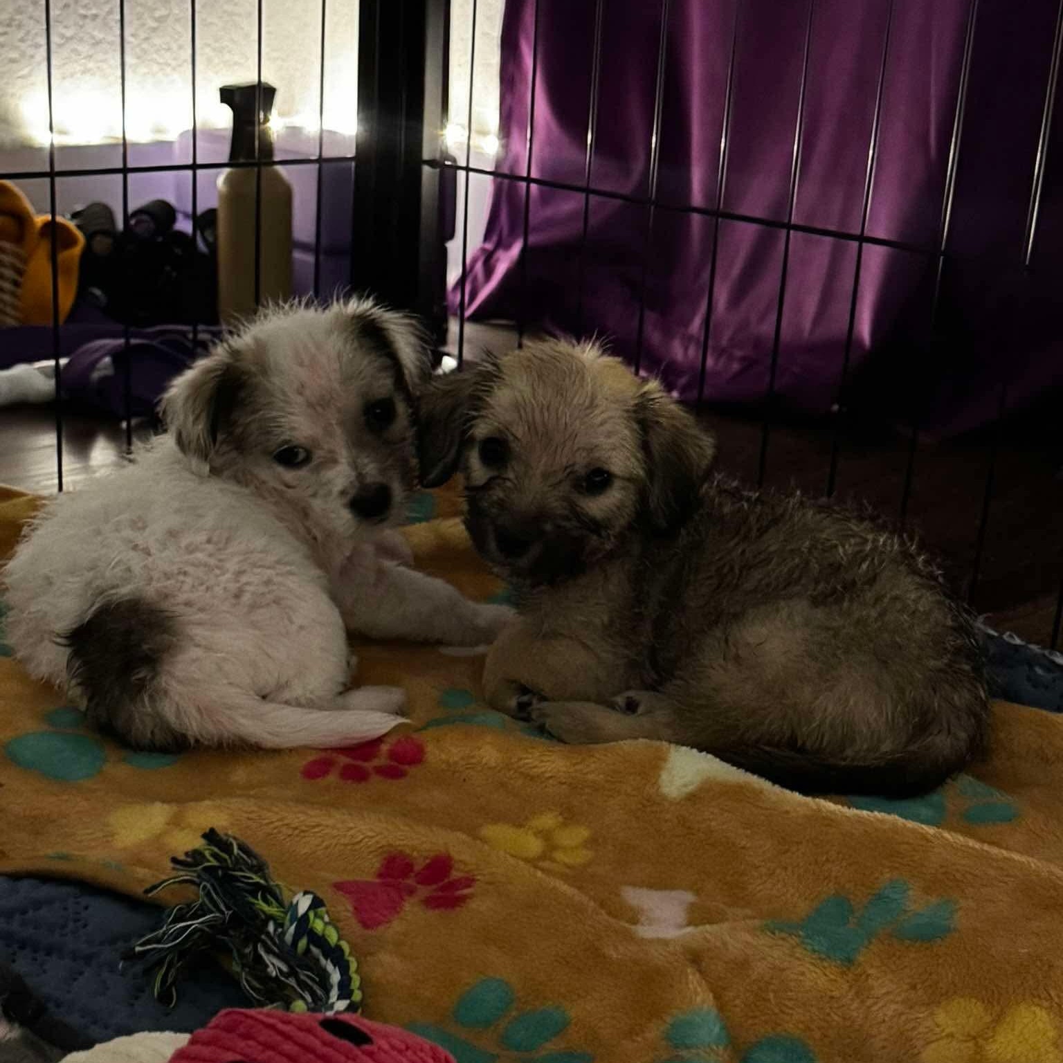 Athena — thumbnail 2