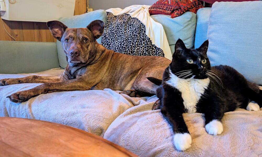 Gary #A136795 💜 🇨🇦, Adoptable, Adult Male Mountain Cur.