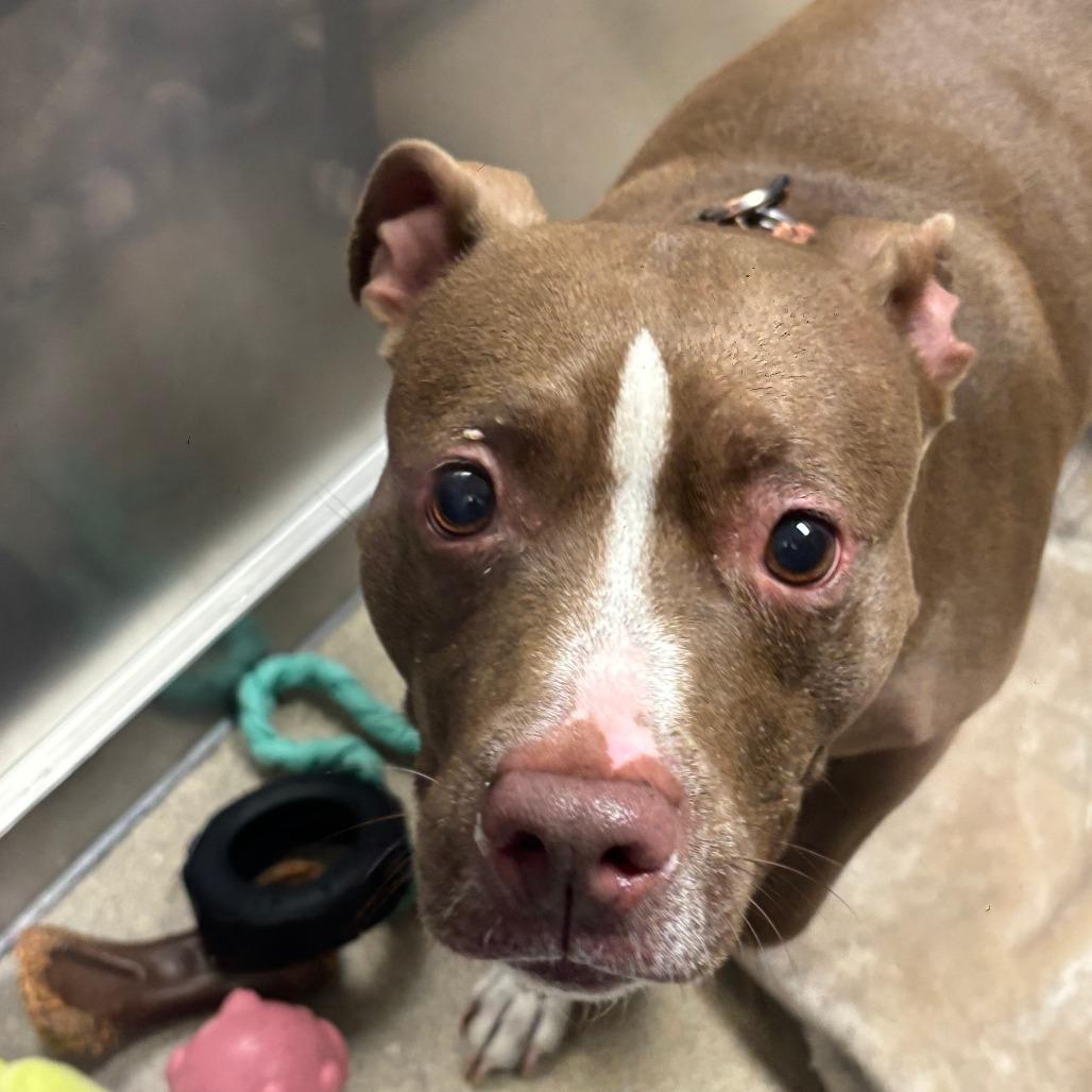 Pomegranate, Adoptable, Adult Female Mixed Breed.