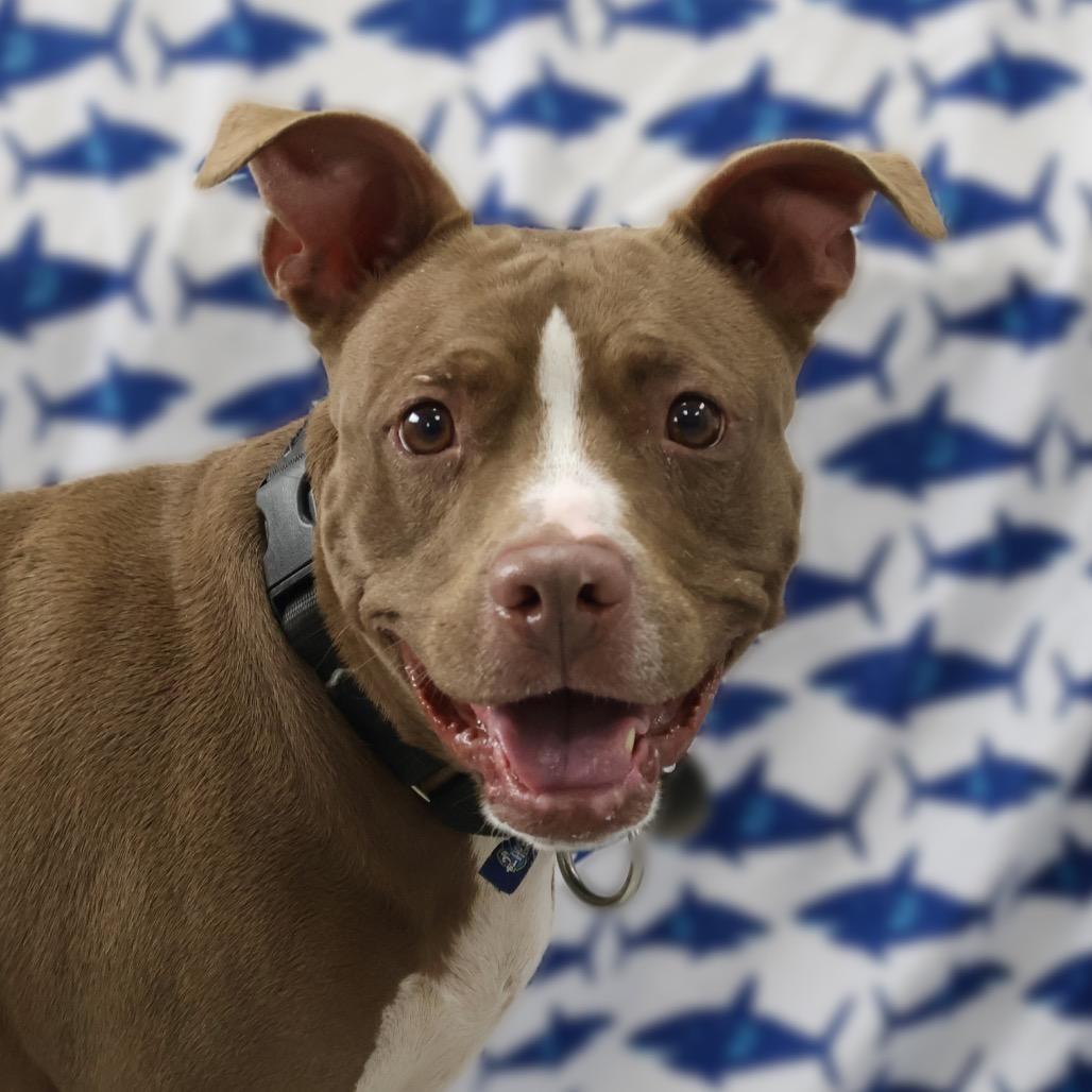 Pomegranate, Adoptable, Adult Female Mixed Breed.