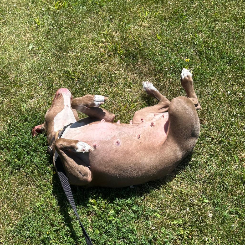 Pomegranate, a Adoptable Mixed Breed in Brookfield, WI image 3/5