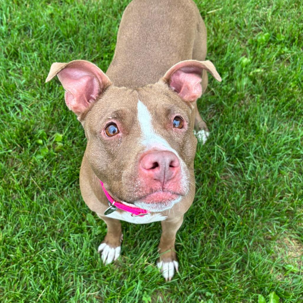 Pomegranate, a Adoptable Mixed Breed in Brookfield, WI image 4/5