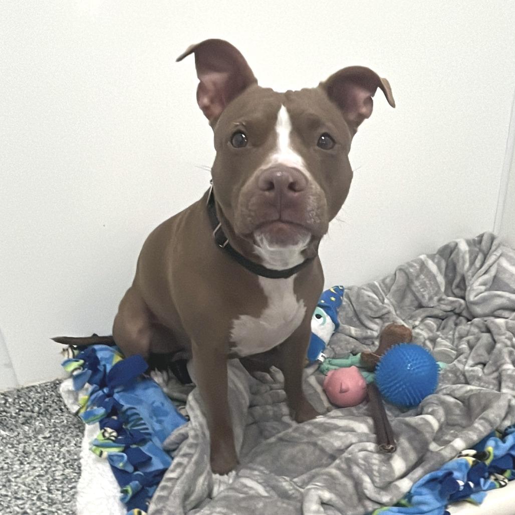 Pomegranate, a Adoptable Mixed Breed in Brookfield, WI image 5/5