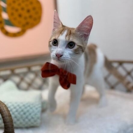 Ginger Boon — thumbnail 5