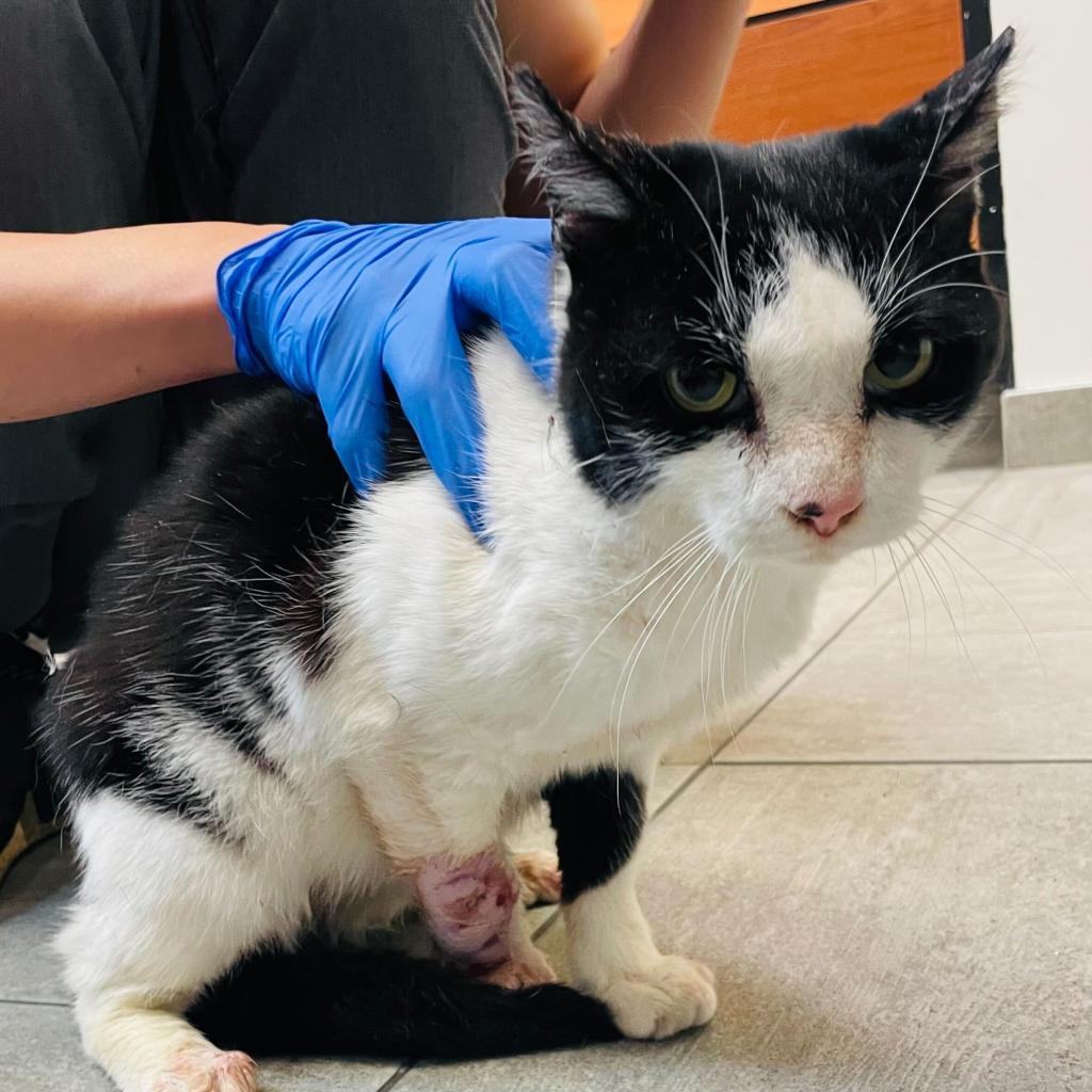 Enlarge Gordon, a Adoptable Domestic Short Hair in Brooklyn, NY image 1/3