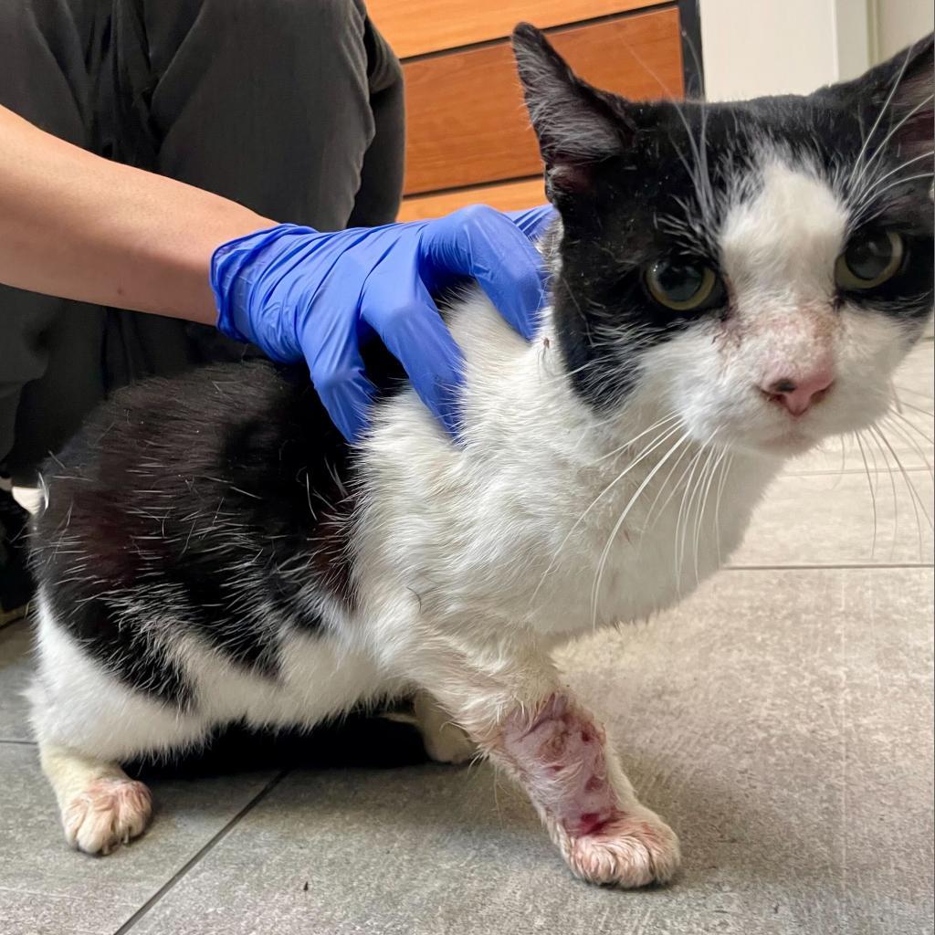 Enlarge Gordon, a Adoptable Domestic Short Hair in Brooklyn, NY image 2/3