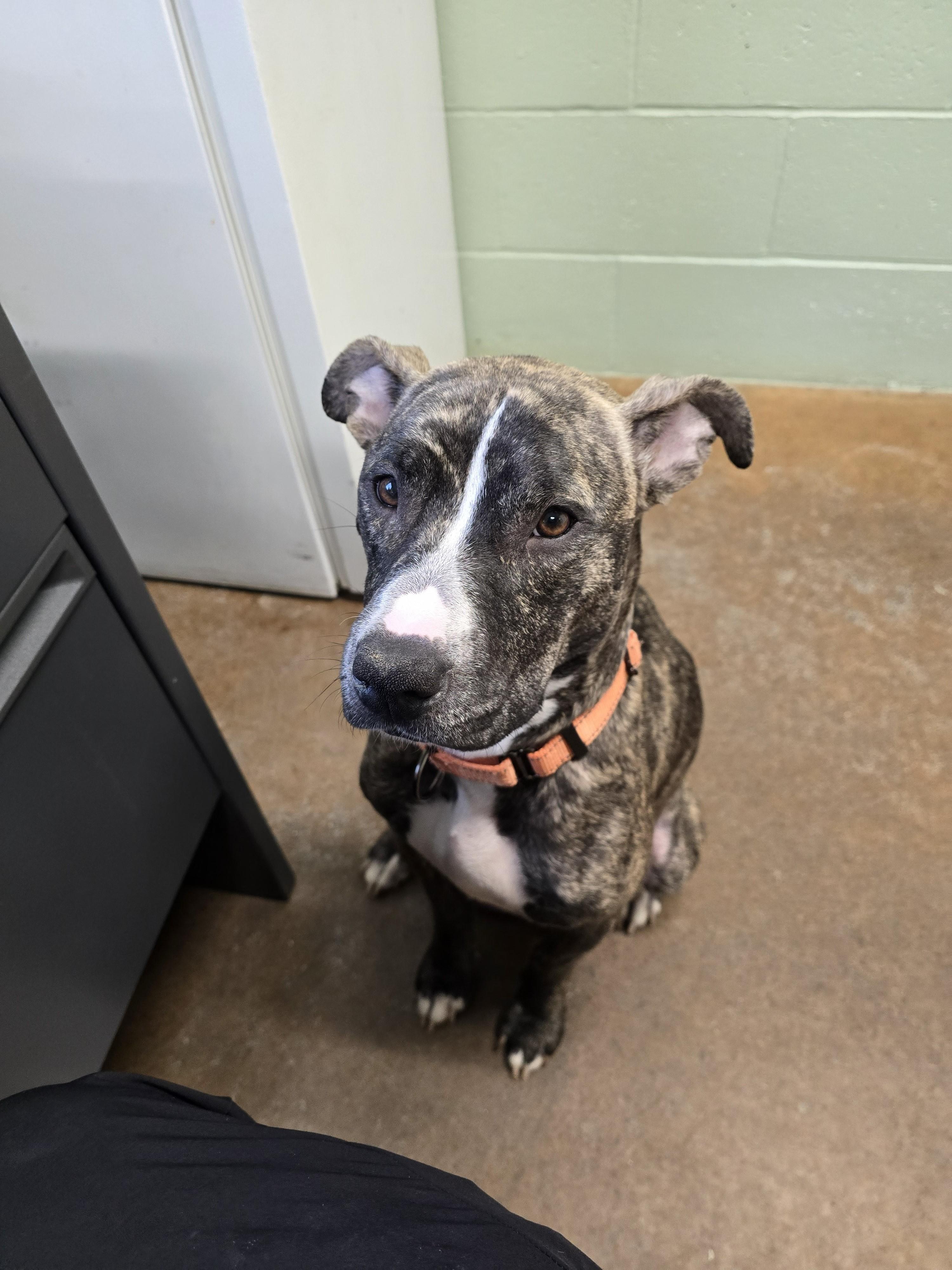 Enlarge Harley, a ADOPTABLE Pit Bull Terrier in Boonville, MO image 2/2