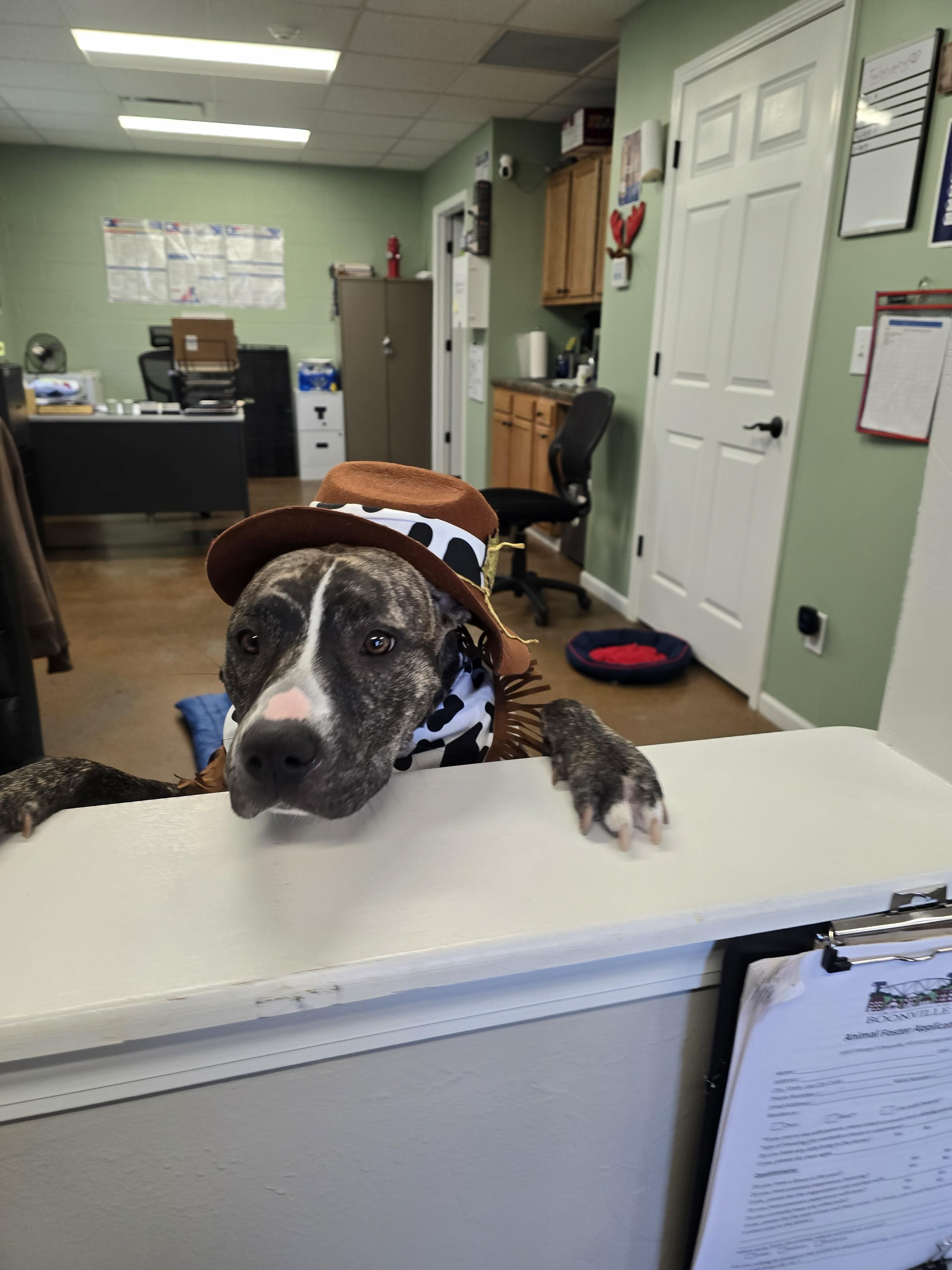 Harley, ADOPTABLE, Adult Female Pit Bull Terrier.