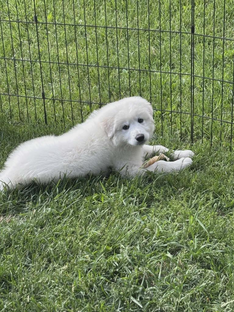 Fonzi, Adopted, Puppy Male Maremma Sheepdog.
