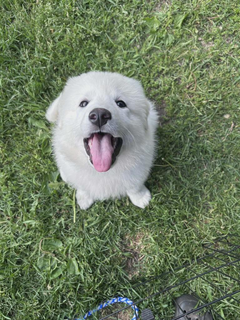 Enlarge Fonzi, a Adopted Maremma Sheepdog in Sprakers, NY image 2/2