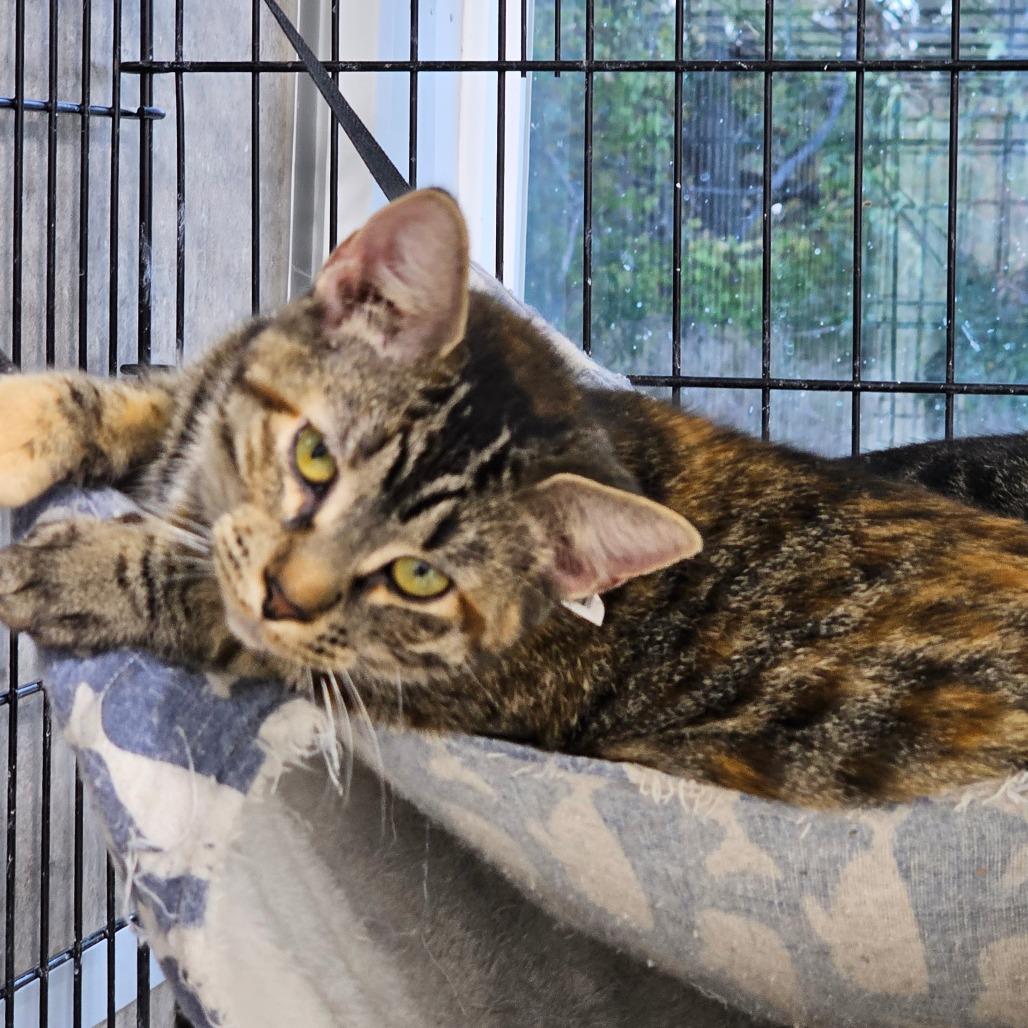 Cupcake, a Adoptable Domestic Short Hair in Grinnell, IA image 2/3