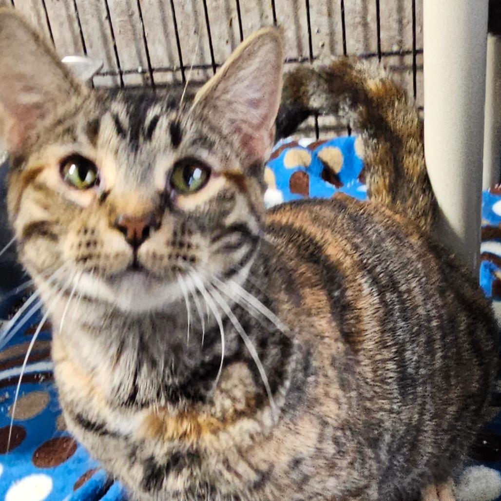 Enlarge Cupcake, a Adoptable Domestic Short Hair in Grinnell, IA image 3/4