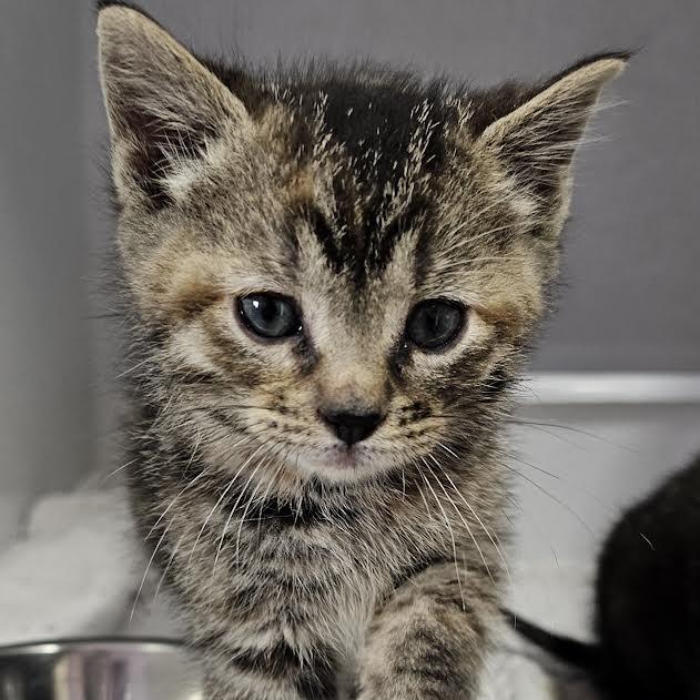 Enlarge Cupcake, a Adoptable Domestic Short Hair in Grinnell, IA image 4/4