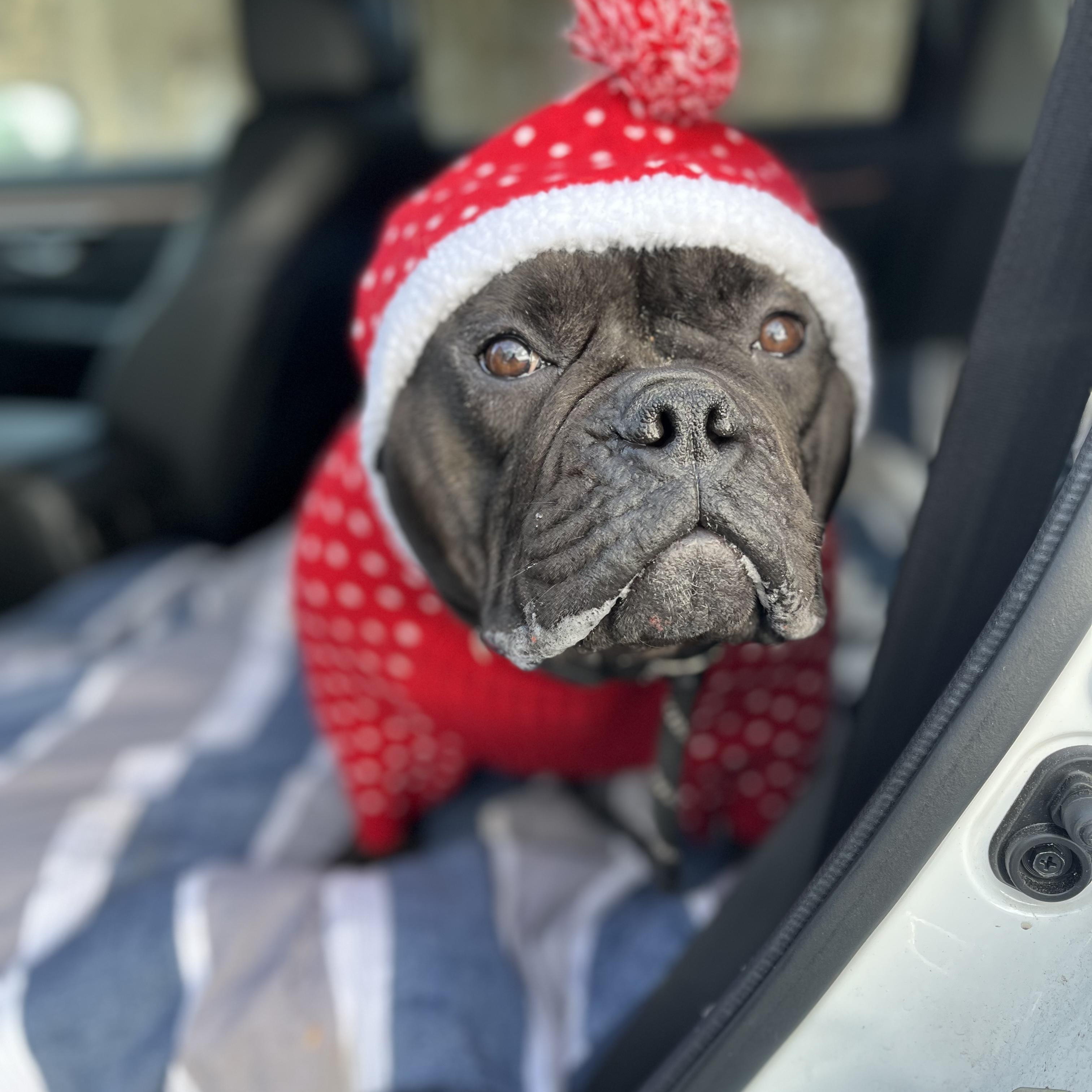 Kacey Mustgaves, a ADOPTABLE mixed breed in Mahwah, NJ image 2/4