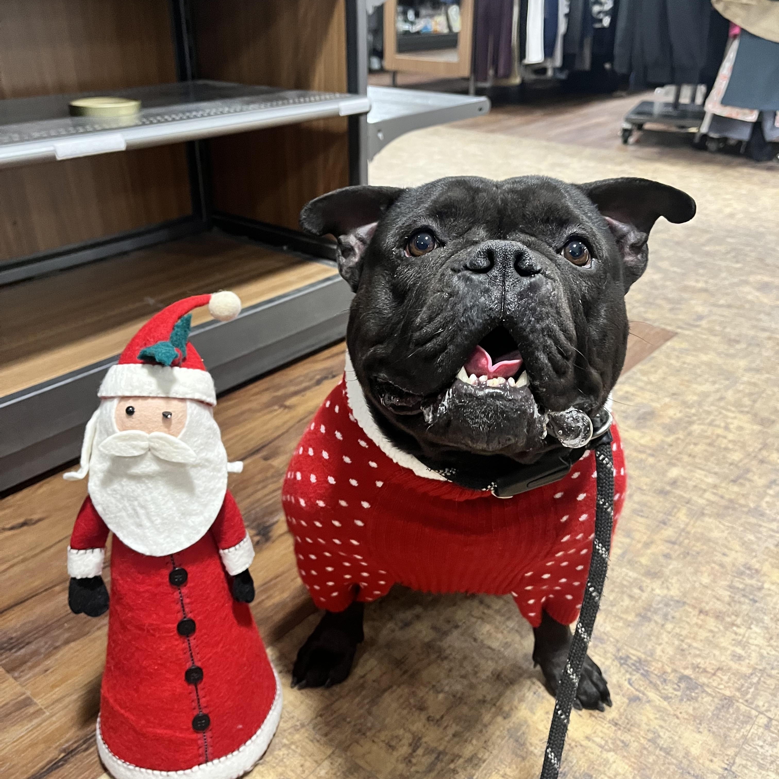 Kacey Mustgaves, a ADOPTABLE mixed breed in Mahwah, NJ image 1/4