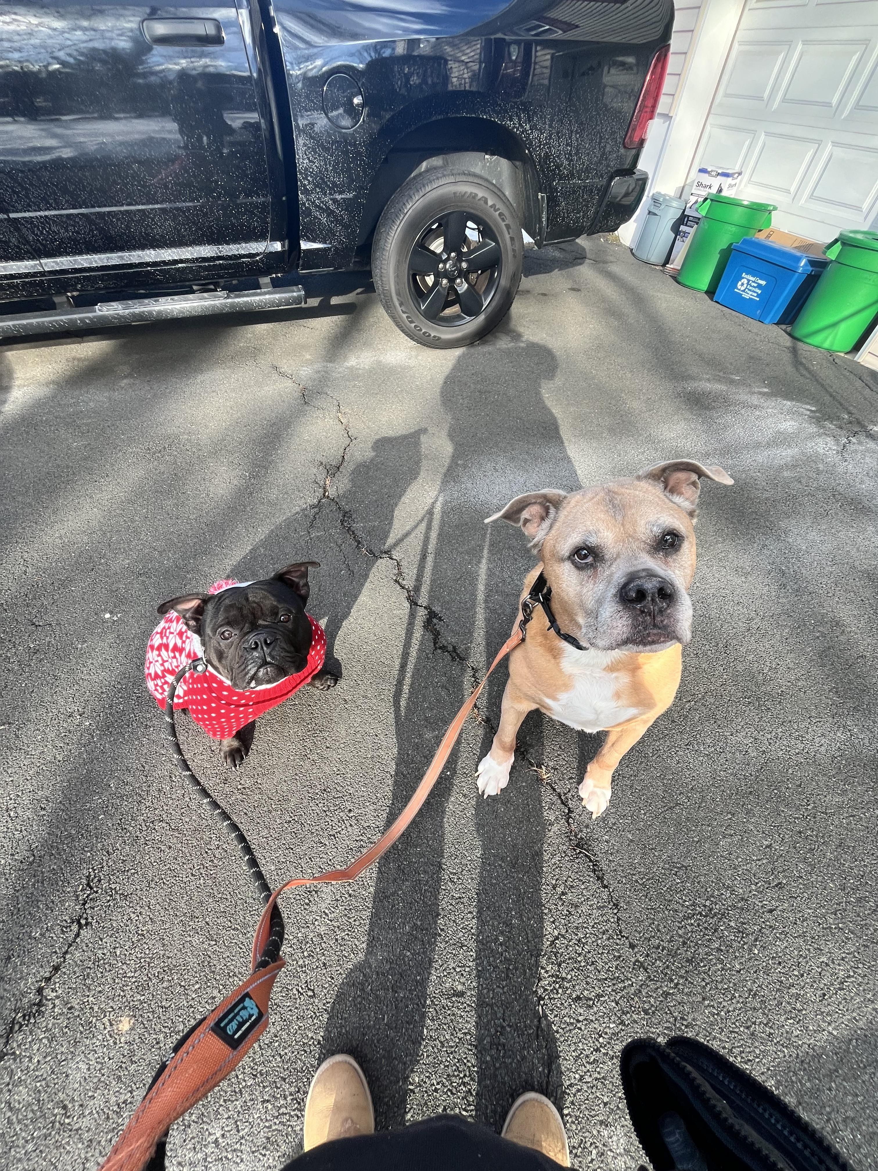 Kacey Mustgaves, a ADOPTABLE mixed breed in Mahwah, NJ image 3/4