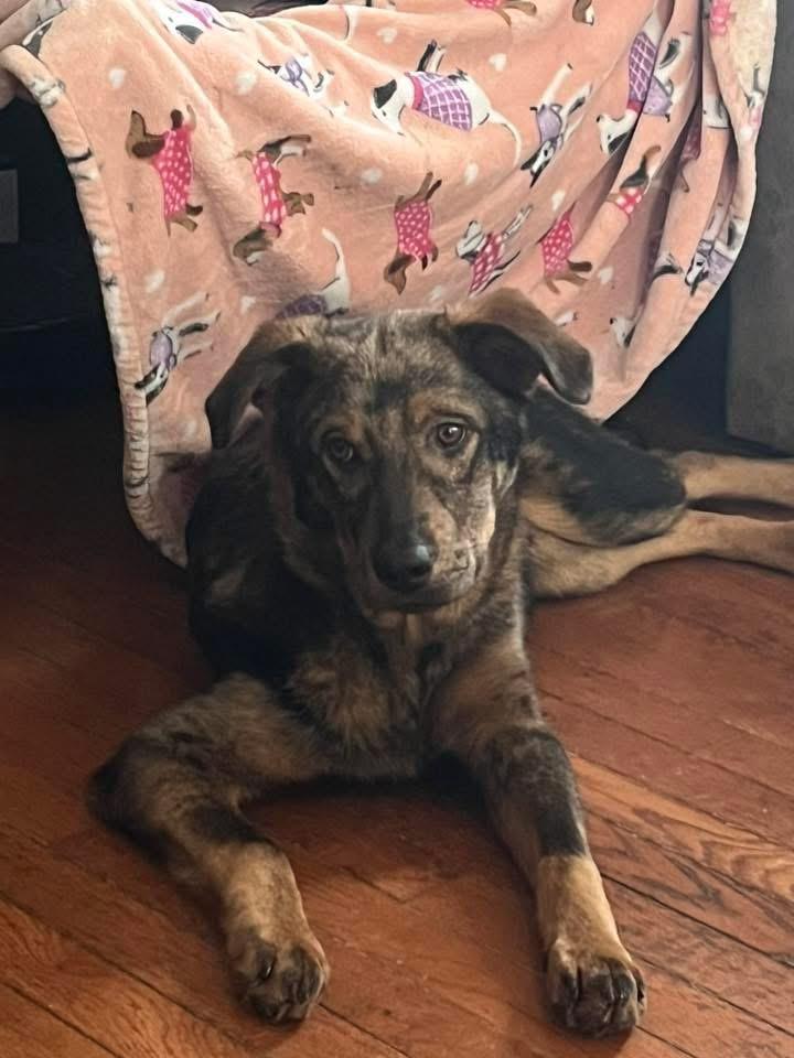 Jack White , a ADOPTABLE mixed breed in Orland Park, IL image 2/5