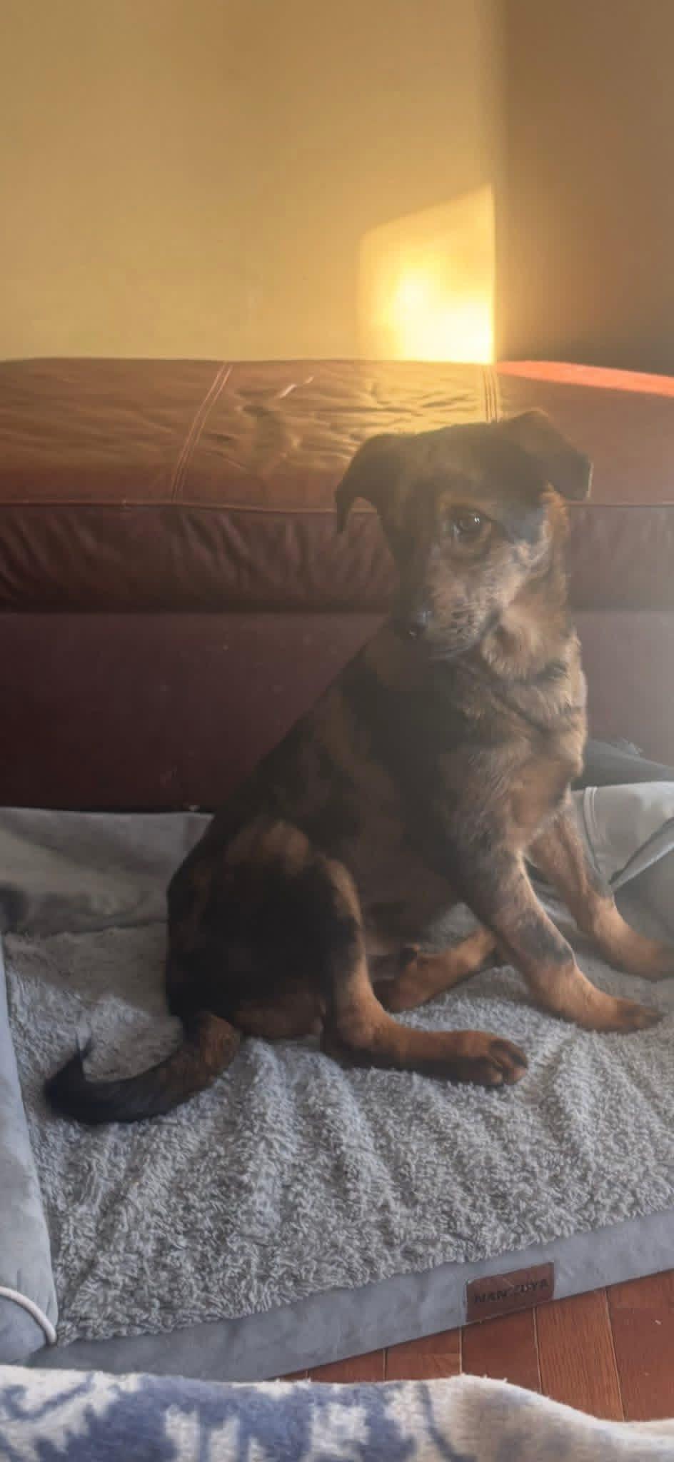 Jack White , a ADOPTABLE mixed breed in Orland Park, IL image 3/5