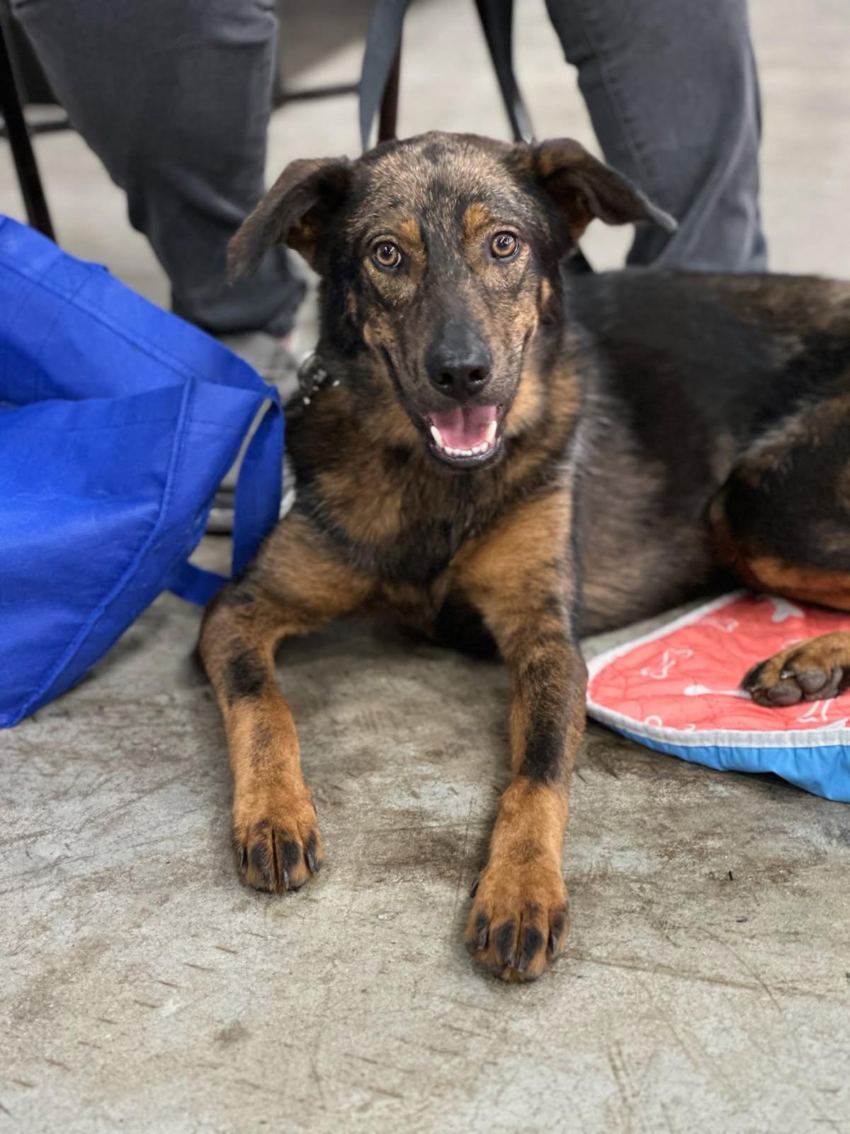 Jack White , ADOPTABLE, Young Male Catahoula Leopard Dog.