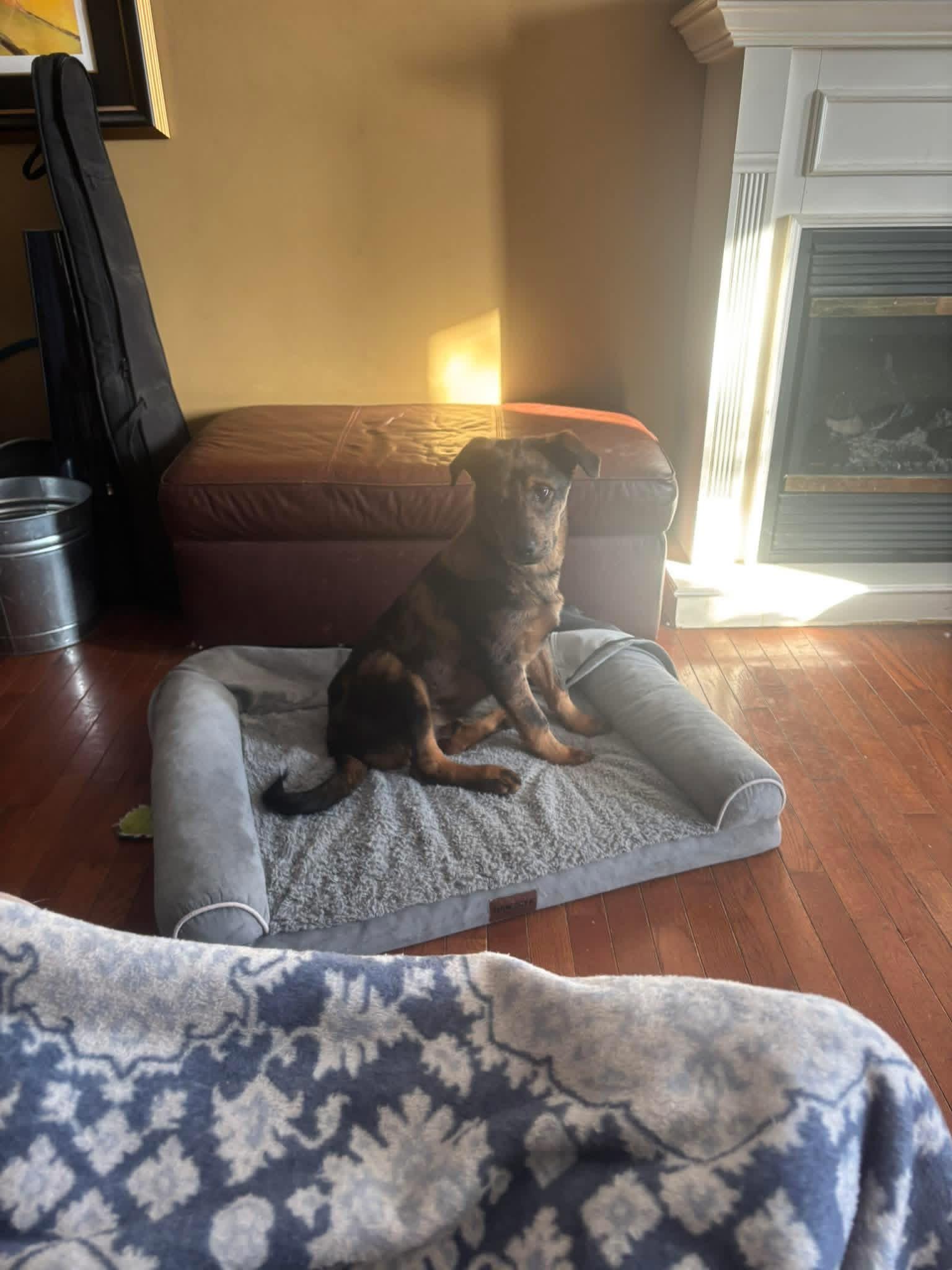 Jack White , a ADOPTABLE mixed breed in Orland Park, IL image 4/5