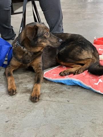 Jack White , a ADOPTABLE mixed breed in Orland Park, IL image 5/5