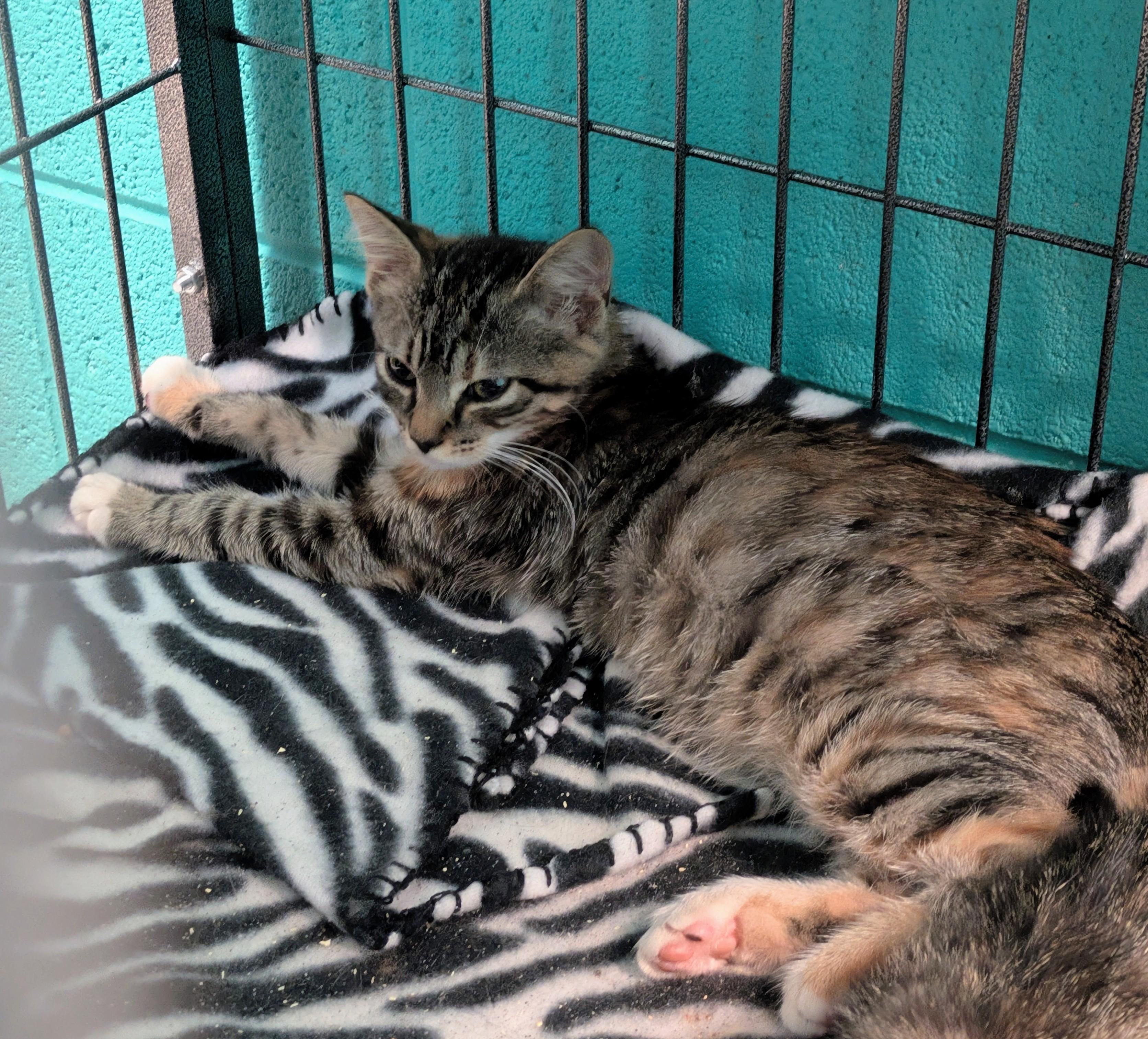 Sam, Adoptable, Young Female Domestic Short Hair.