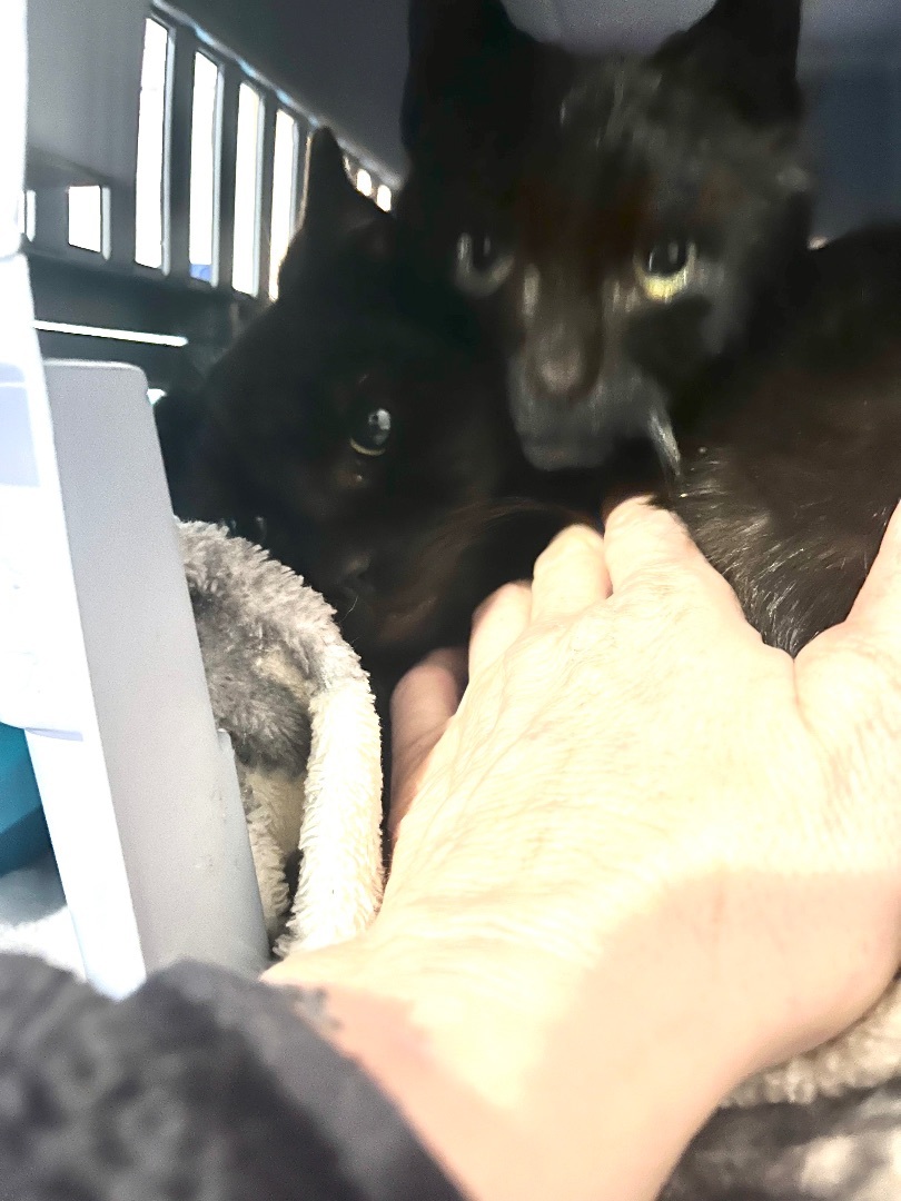 Enlarge Shadow, a Adoptable Domestic Short Hair in Newark valley, NY image 1/6