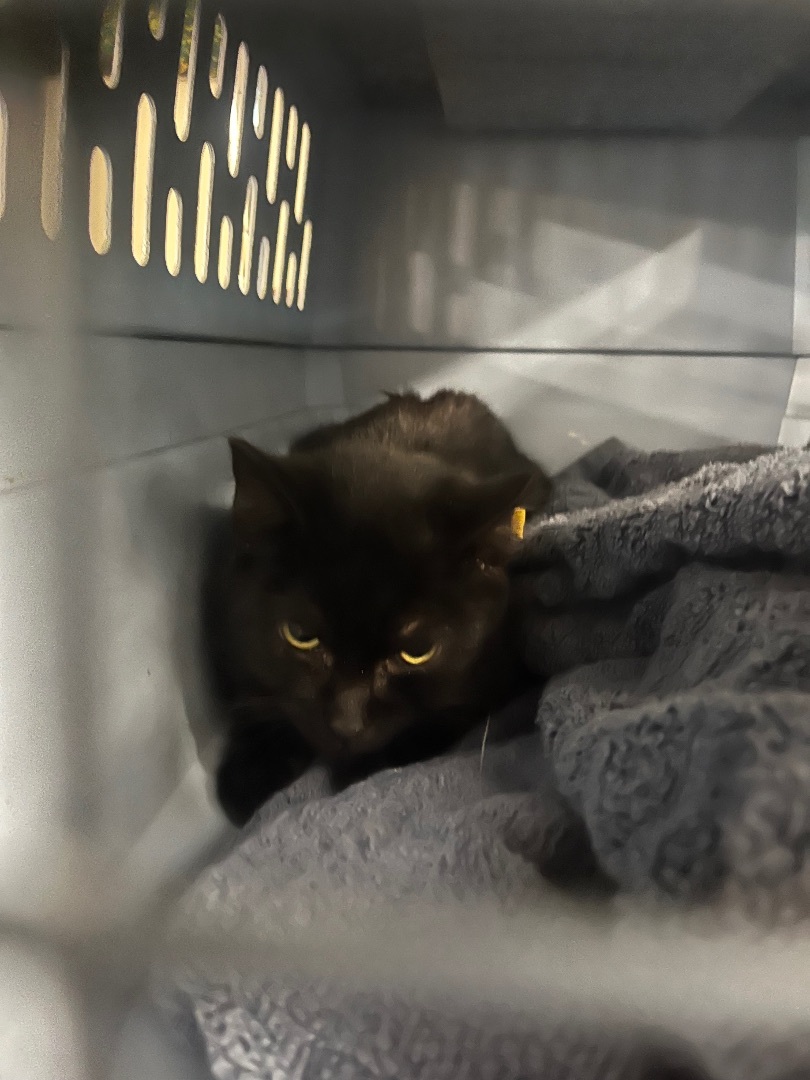 Enlarge Shadow, a Adoptable Domestic Short Hair in Newark valley, NY image 2/6