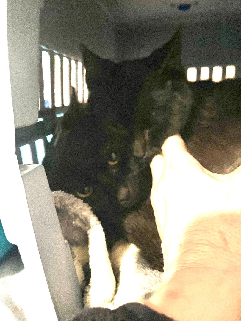 Enlarge Shadow, a Adoptable Domestic Short Hair in Newark valley, NY image 3/6