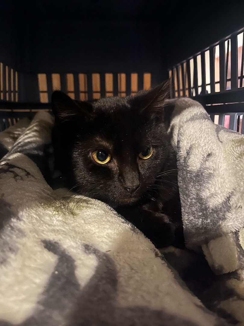 Enlarge Shadow, a Adoptable Domestic Short Hair in Newark valley, NY image 5/6