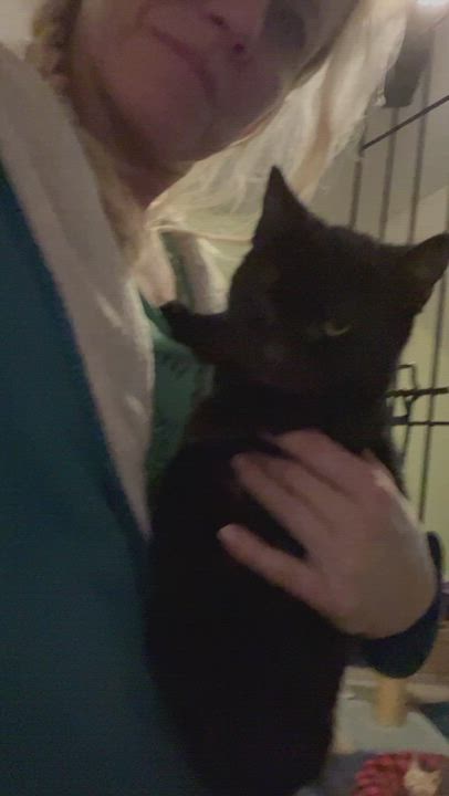 Enlarge Shadow, a Adoptable Domestic Short Hair in Newark valley, NY video 6/6