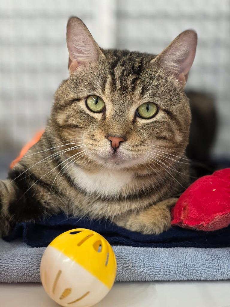 Tyler, Adoptable, Adult Male Domestic Short Hair.