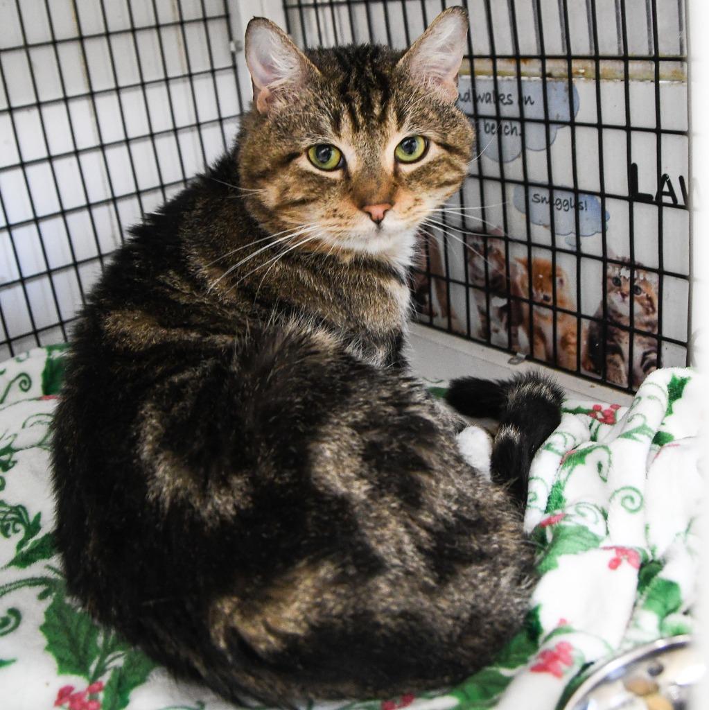Enlarge Tyler, a Adoptable mixed breed in Ewing, NJ image 3/3