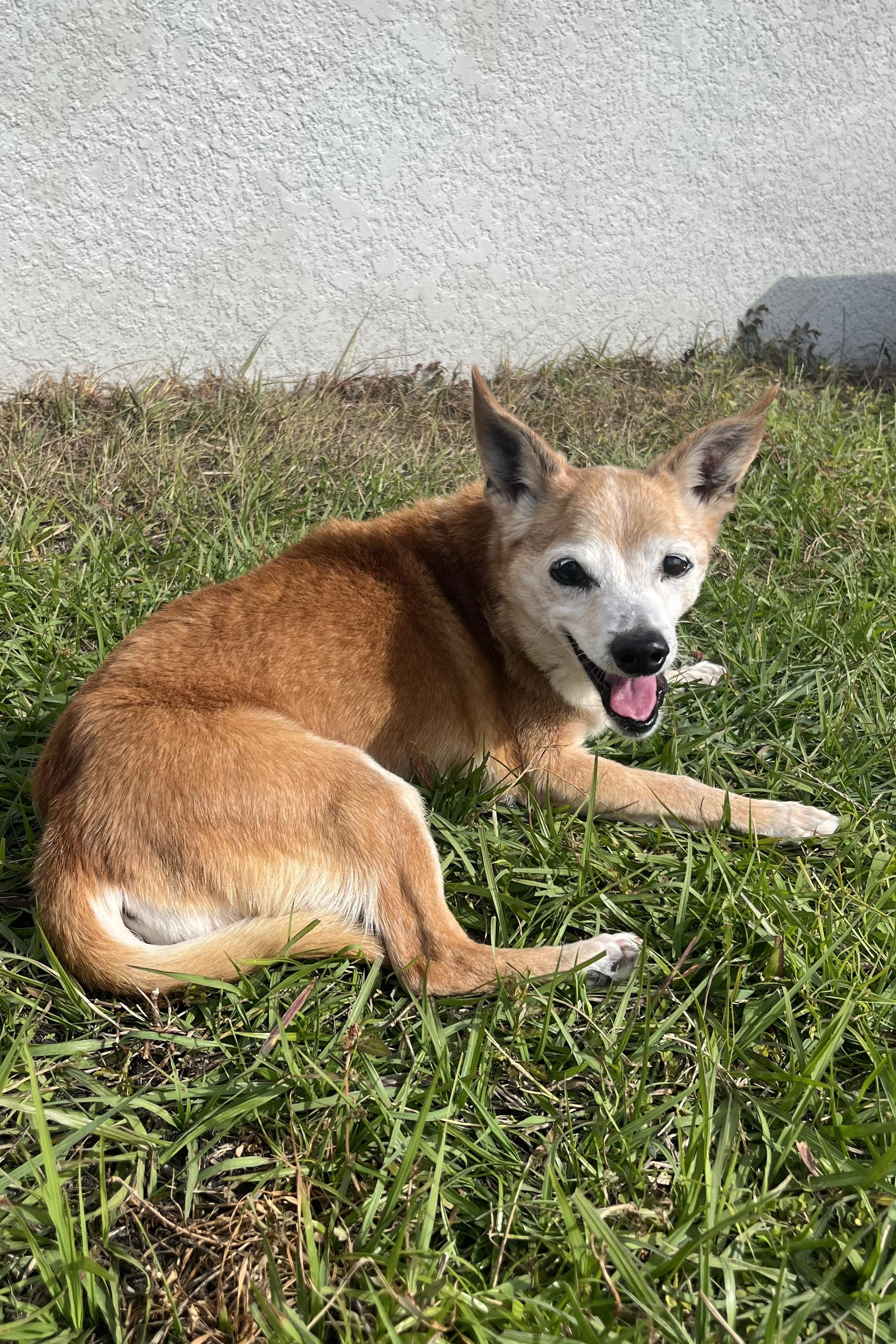 Skipper — thumbnail 2