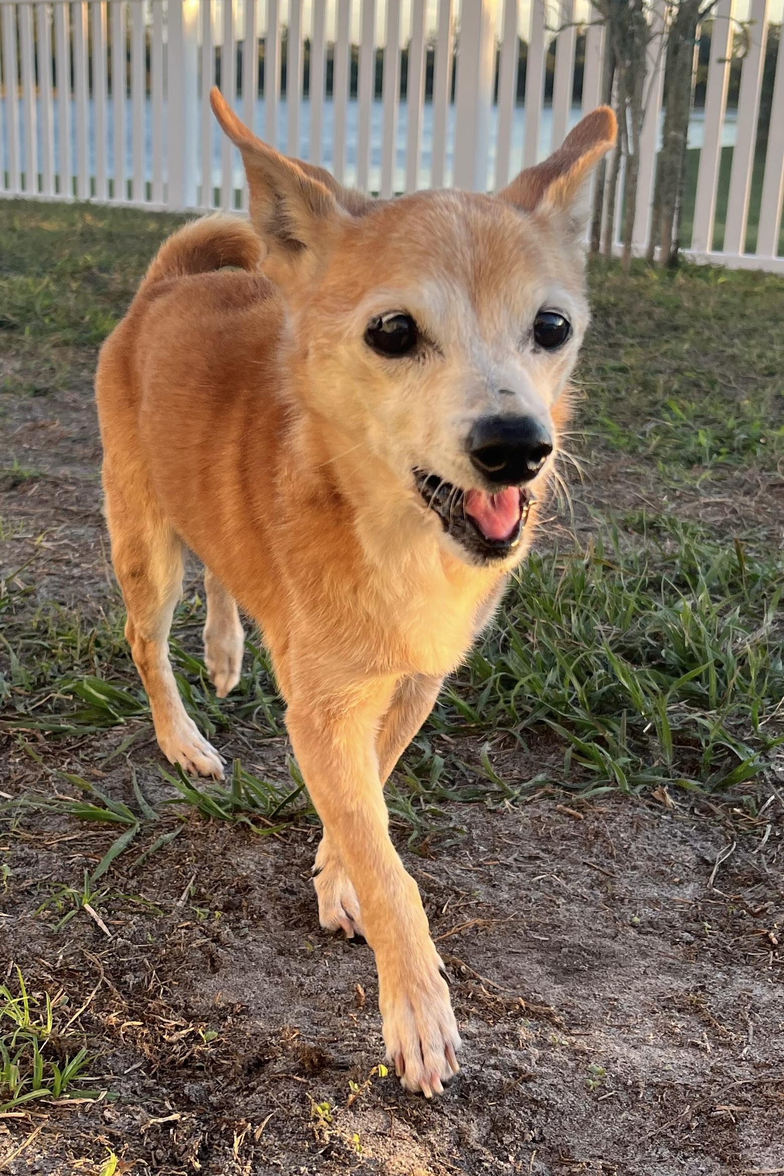 Skipper — thumbnail 3