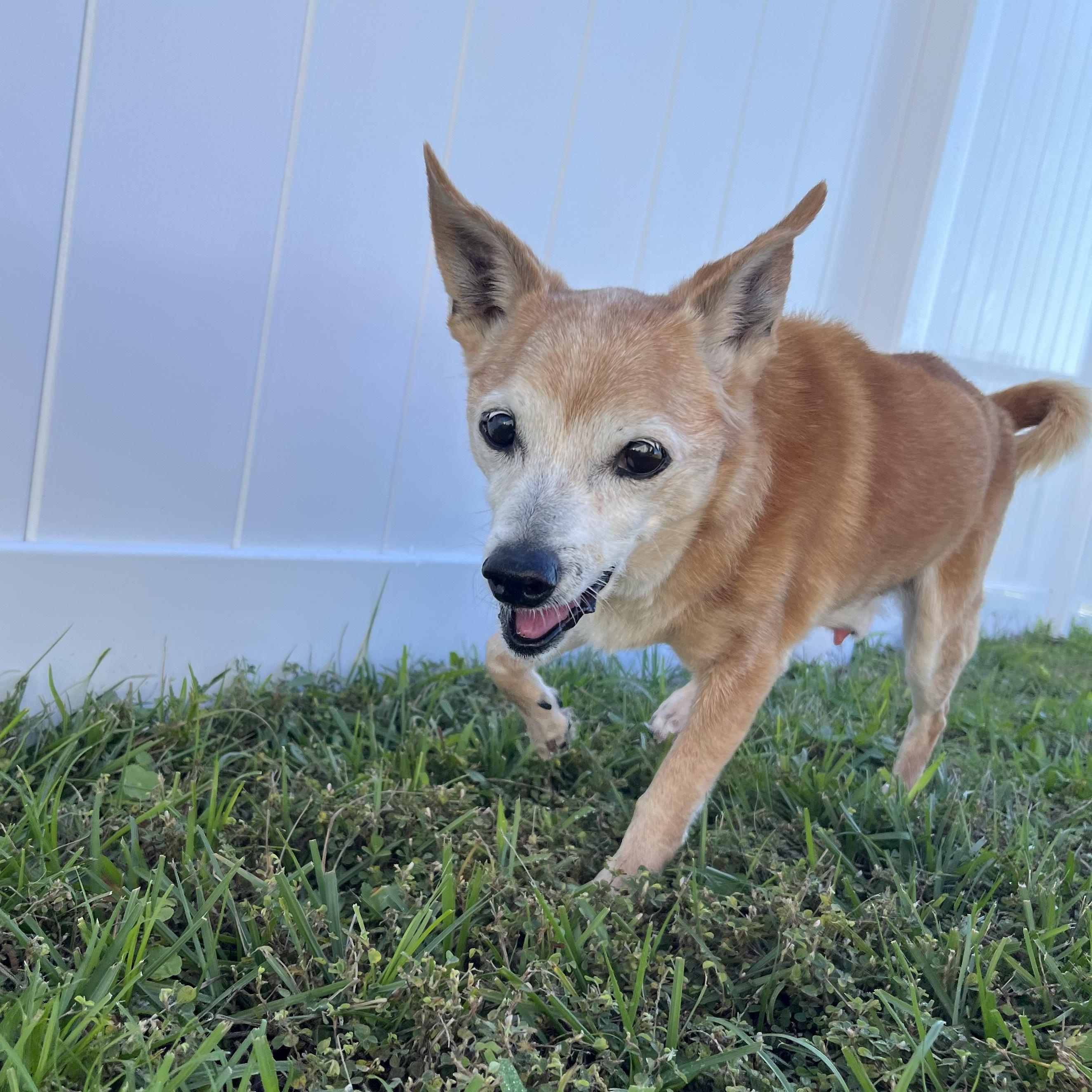 Skipper — thumbnail 4