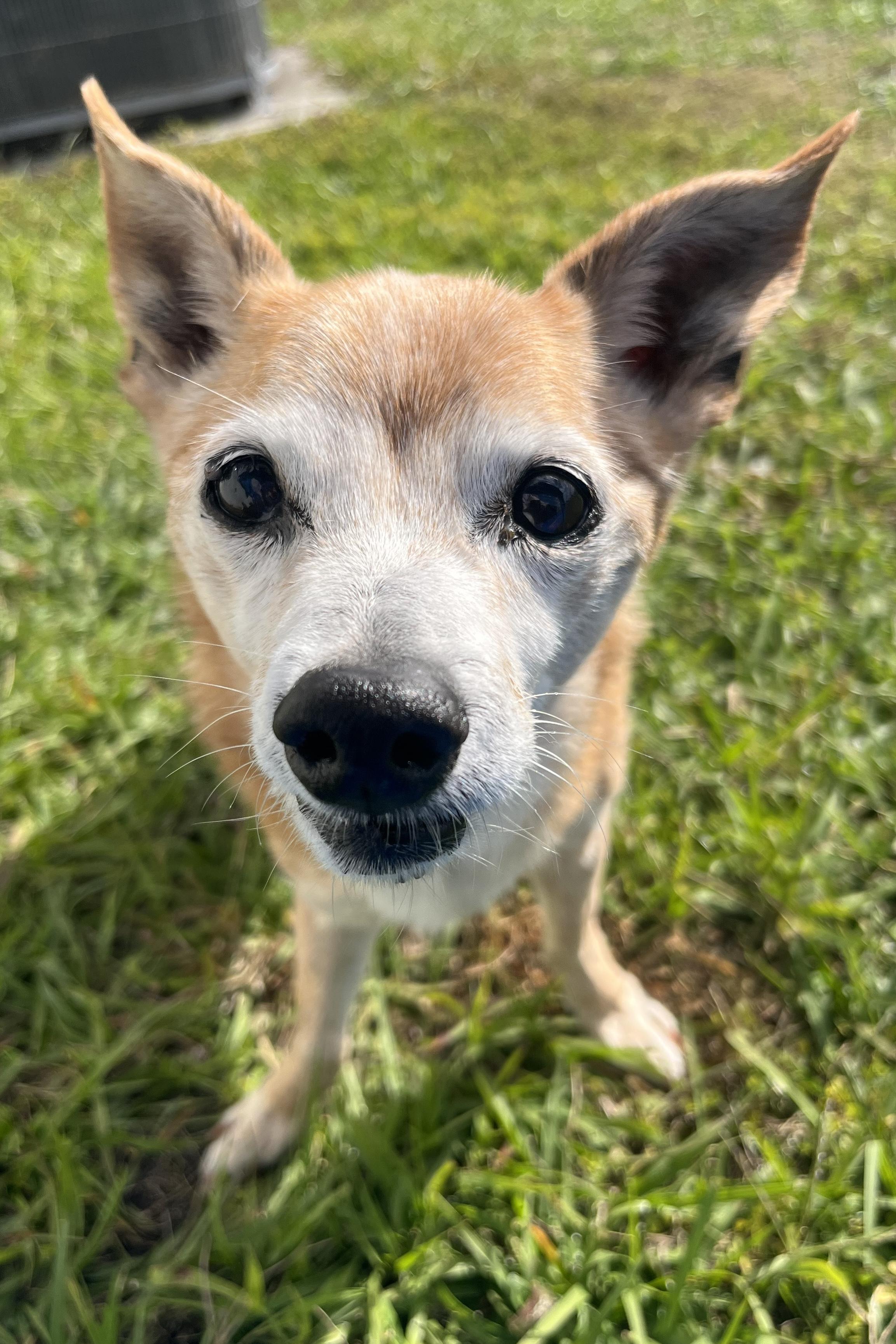 Skipper — thumbnail 5