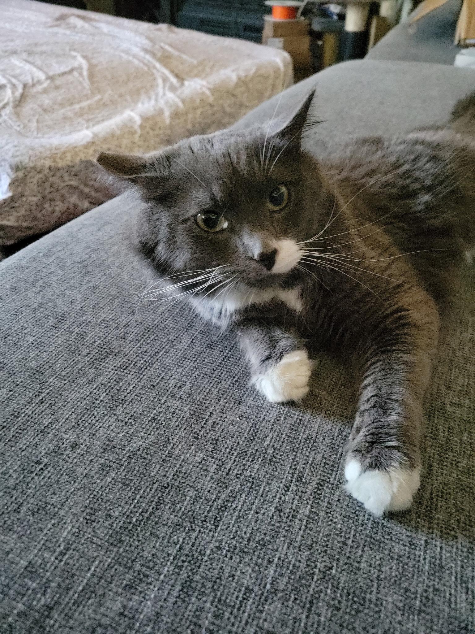 Enlarge Dusty, a Adoptable Domestic Long Hair in Long Beach, CA image 1/3