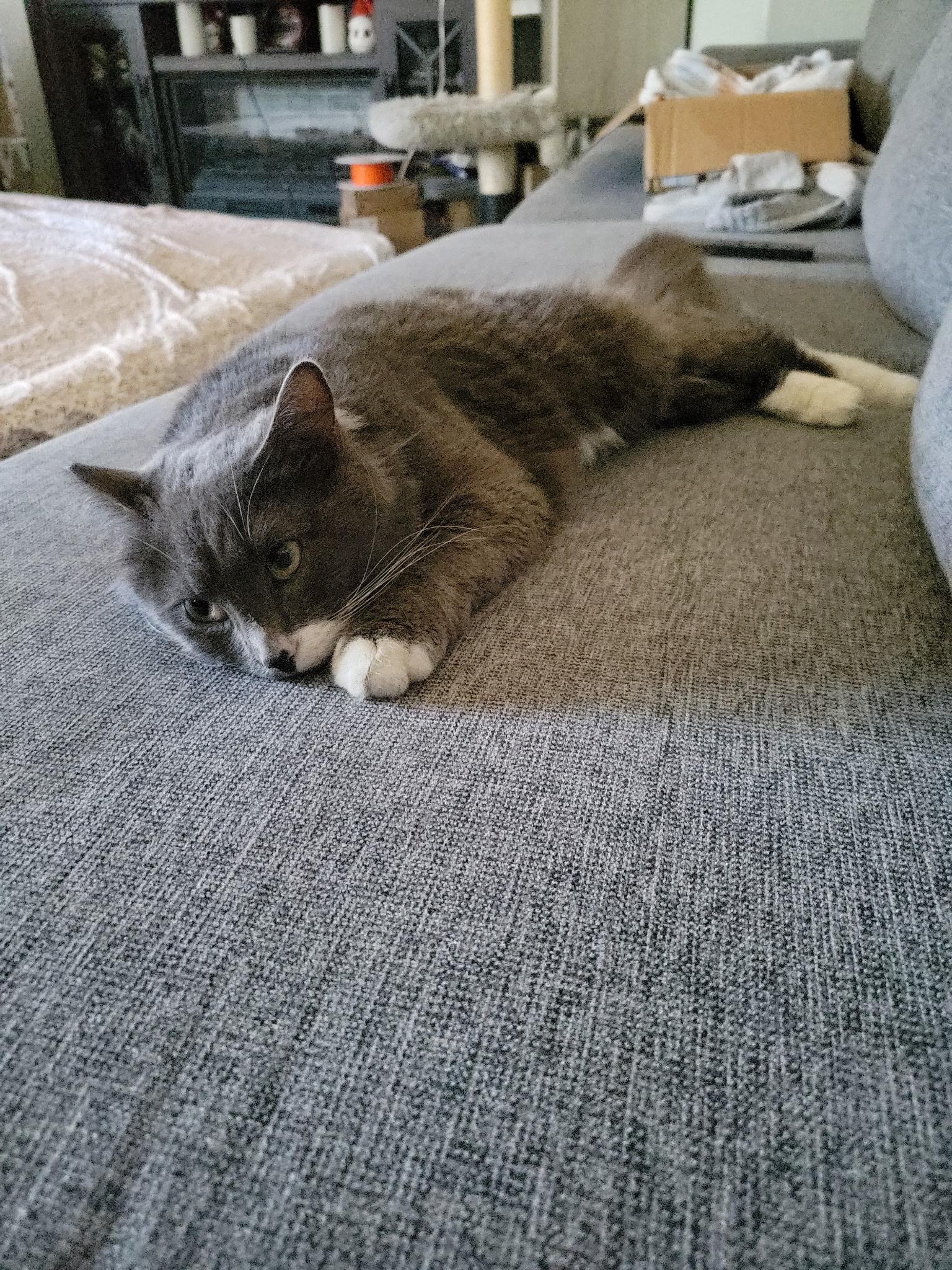 Enlarge Dusty, a Adoptable Domestic Long Hair in Long Beach, CA image 2/3