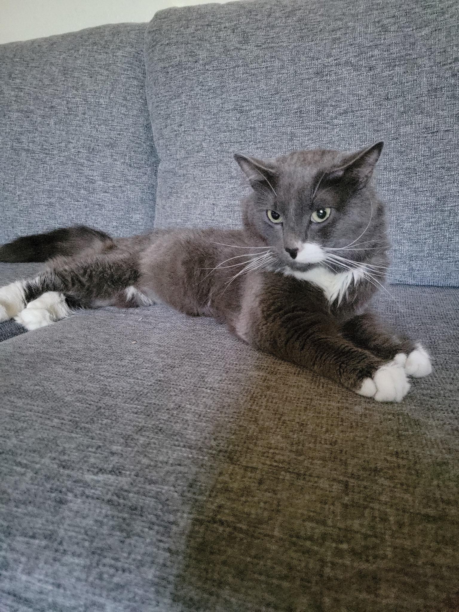 Enlarge Dusty, a Adoptable Domestic Long Hair in Long Beach, CA image 3/3