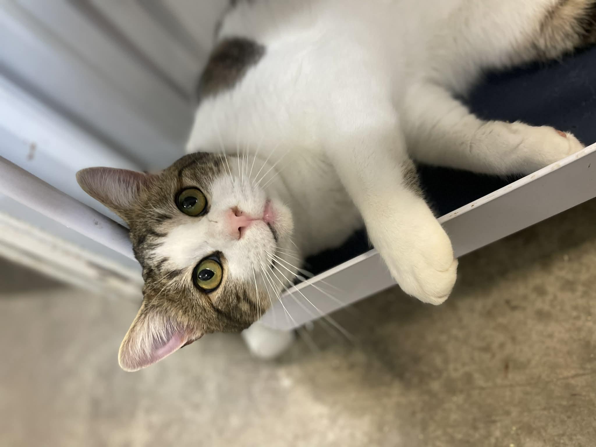 Enlarge Moose, an adopted Domestic Short Hair in Calhoun, KY image 2/2