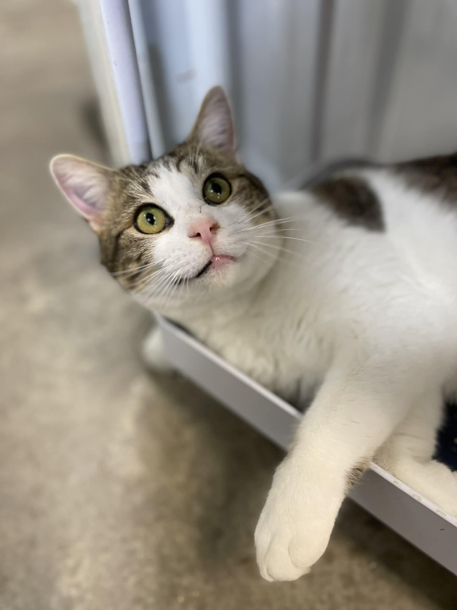 Moose, adopted, Adult Male Domestic Short Hair.