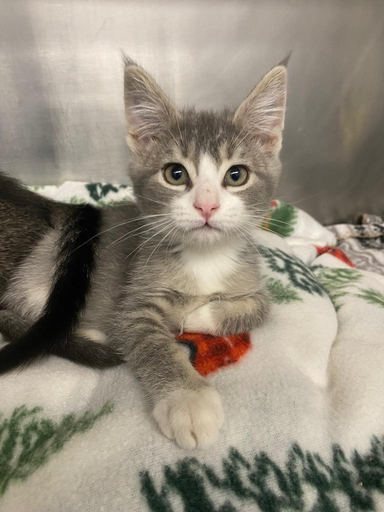 Jack, Adoptable, Kitten Male Domestic Short Hair.